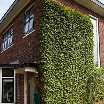 Boston Ivy | Parthenocissus tricuspidata 'Veitchi' Climbing Plants