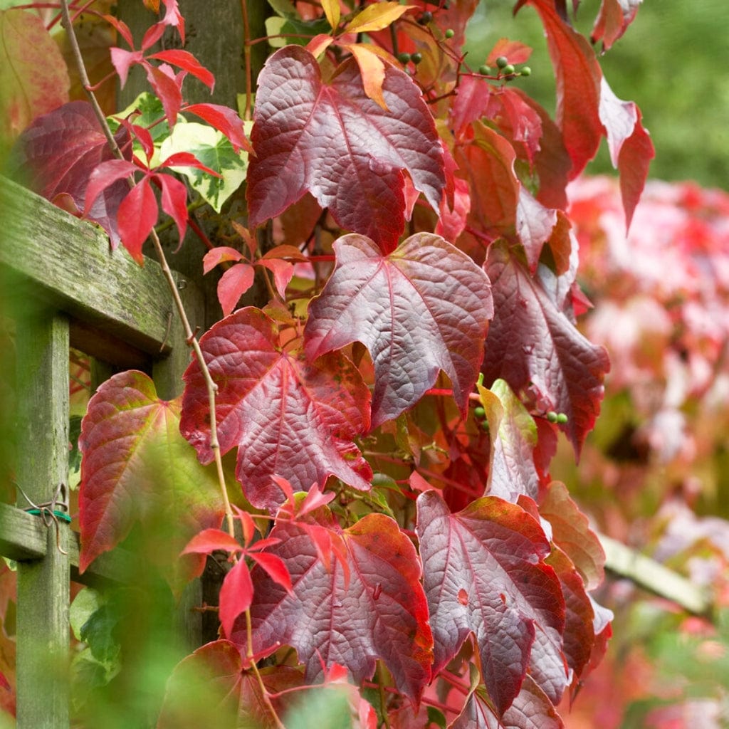 Boston Ivy | Parthenocissus tricuspidata 'Veitchi'