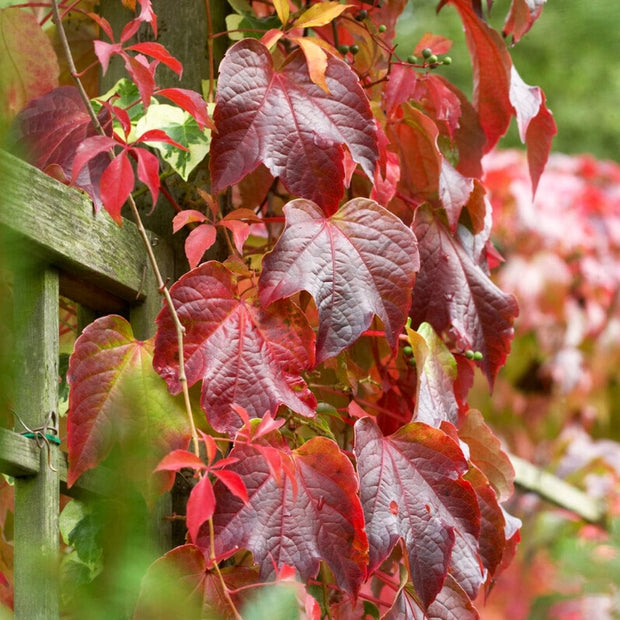 Boston Ivy | Parthenocissus tricuspidata 'Veitchi' Climbing Plants