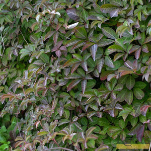 Parthenocissus 'Henryana' | Chinese Virginia Creeper | On a 90cm Cane in a 3L Pot Climbing Plants