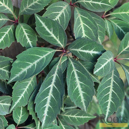 Parthenocissus 'Henryana' | Chinese Virginia Creeper | On a 90cm Cane in a 3L Pot Climbing Plants