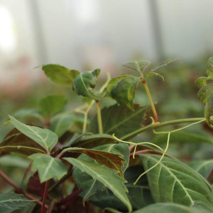 Parthenocissus 'Henryana' | Chinese Virginia Creeper | On a 90cm Cane in a 3L Pot Climbing Plants