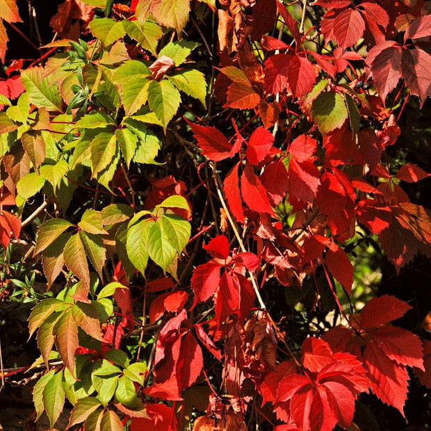 Chinese Virginia Creeper | Parthenocissus henryana Climbing Plants