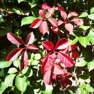 Chinese Virginia Creeper | Parthenocissus henryana Climbing Plants