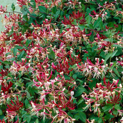 90cm Honeysuckle 'Serotina' | Lonicera Periclymenum | 3L Pot Climbing Plants