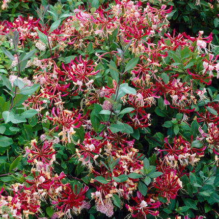 Honeysuckle 'Belgica' | Lonicera Periclymenum | On a 90cm Cane in a 3L Pot Climbing Plants