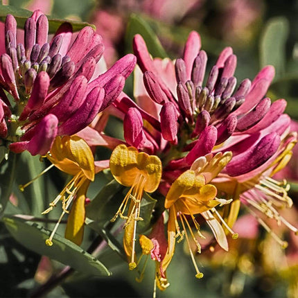 Honeysuckle 'Henryi' | Lonicera Japonica | On a 90cm Cane in a 3L Pot Climbing Plants