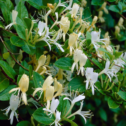 Honeysuckle 'Halliana' | Lonicera Japonica | On a 90cm Cane in a 3L Pot Climbing Plants