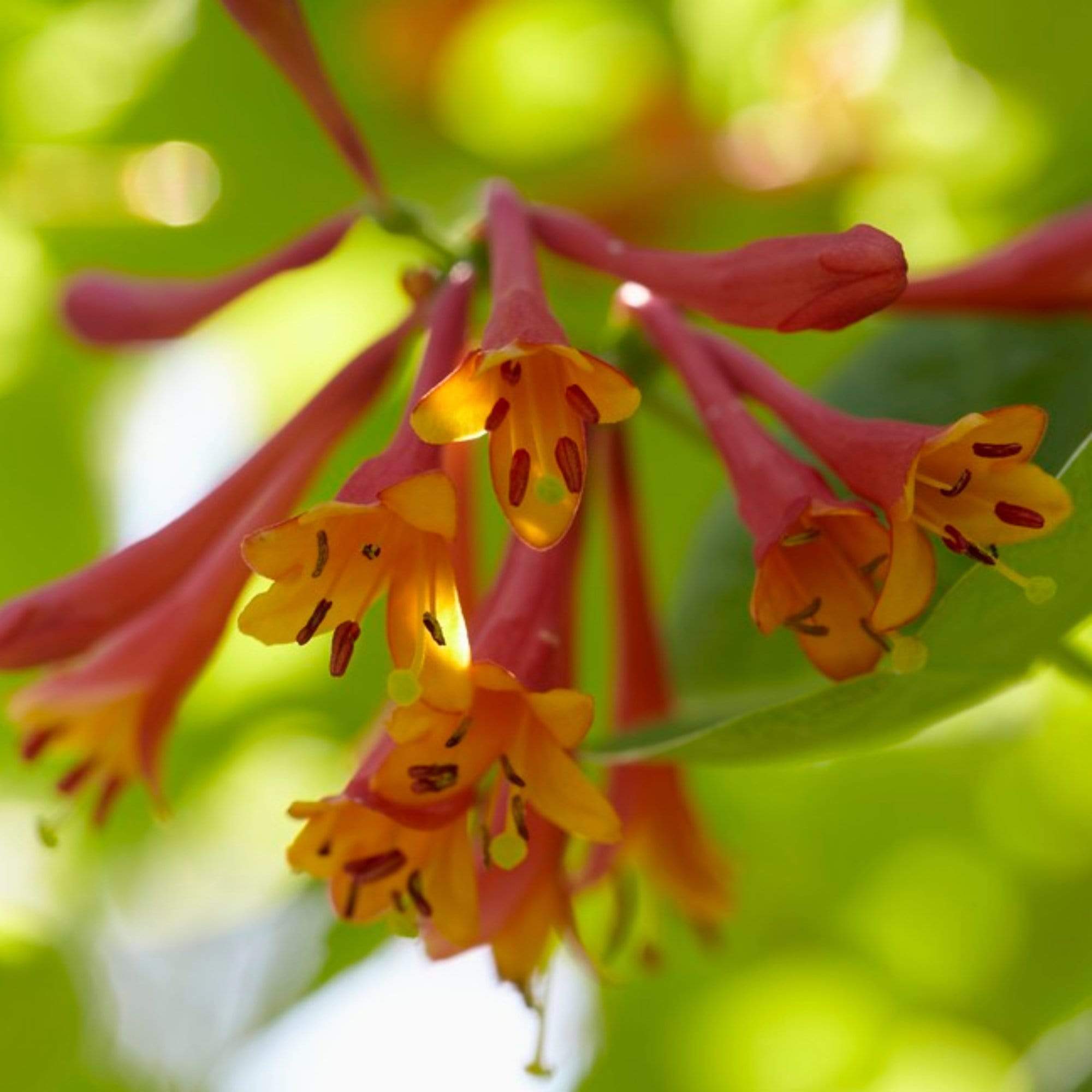 Scarlet Trumpet Honeysuckle | Lonicera x brownii 'Dropmore Scarlet'
