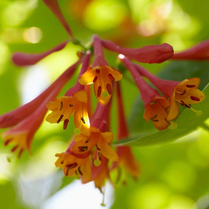 90cm Honeysuckle 'Dropmore Scarlet' | Lonicera x Brownii | 3L Pot Climbing Plants