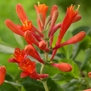 90cm Honeysuckle 'Dropmore Scarlet' | Lonicera x Brownii | 3L Pot Climbing Plants
