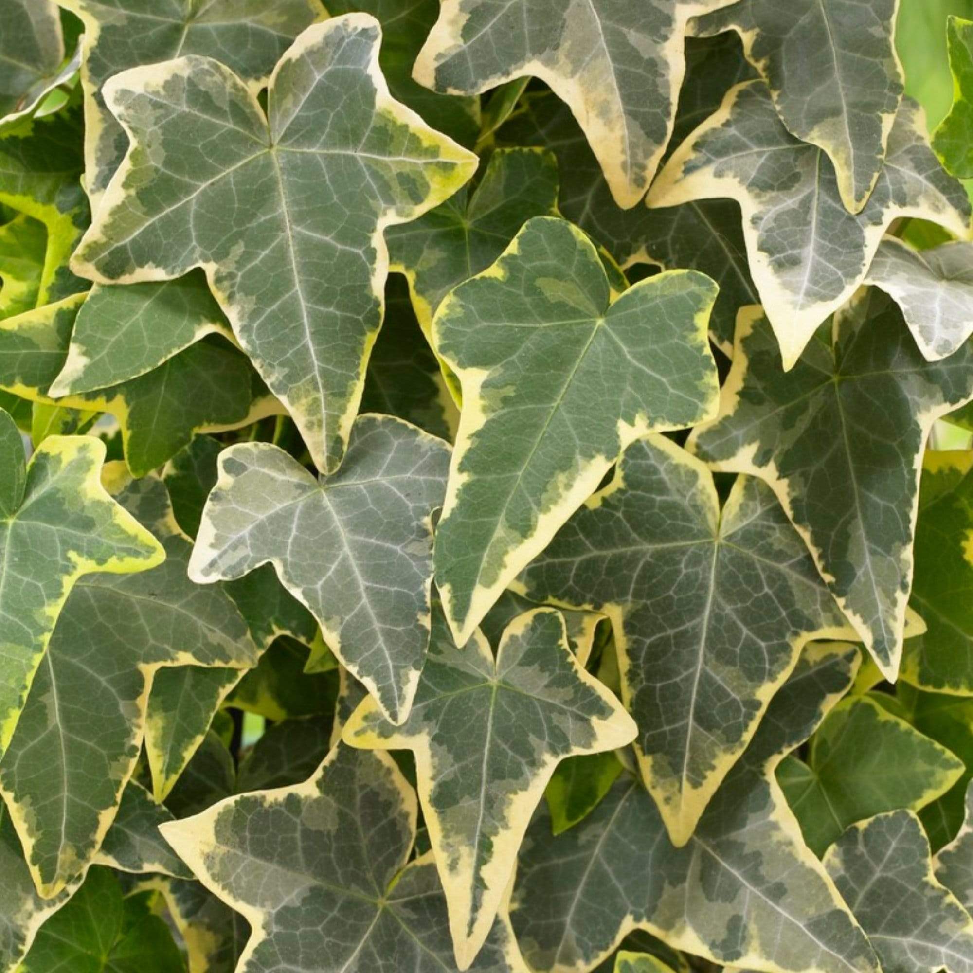 Golden Variegated Ivy | Hedera helix 'Goldchild'