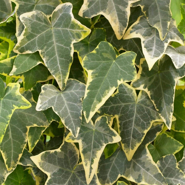 Hedera 'Helix Goldchild' | On a 90cm Cane in a 3L Pot Climbing Plants