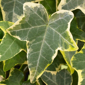 Hedera 'Helix Goldchild' | On a 90cm Cane in a 3L Pot Climbing Plants