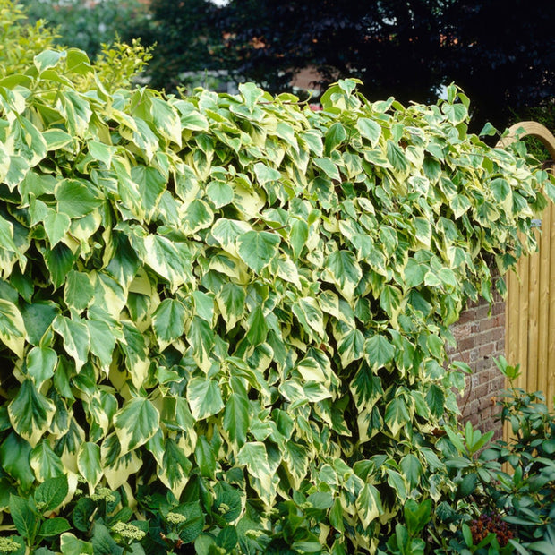 90cm Hedera 'Colchica Dentata Variegata' | 3L Pot Climbing Plants