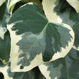 90cm Hedera 'Colchica Dentata Variegata' | 3L Pot Climbing Plants