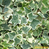 Hedera 'Clotted Cream' | On a 90cm Cane in a 3L Pot Climbing Plants