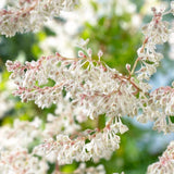 90cm Fallopia Polygonium 'Baldschuanicum' | 3L Pot Climbing Plants