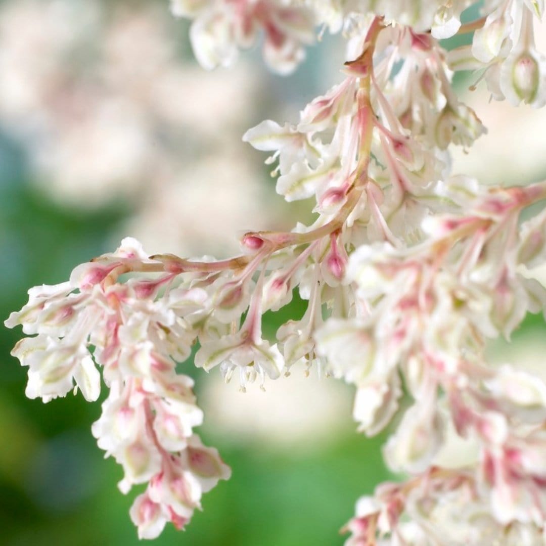 Russian Vine | Fallopia baldschuanicum - Roots Plants