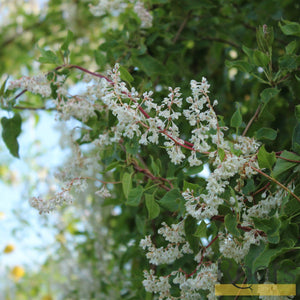 90cm Fallopia Polygonium 'Baldschuanicum' | 3L Pot Climbing Plants