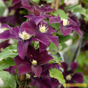 Clematis 'Warsaw Nike' | On a 90cm Cane in a 3L Pot Climbing Plants