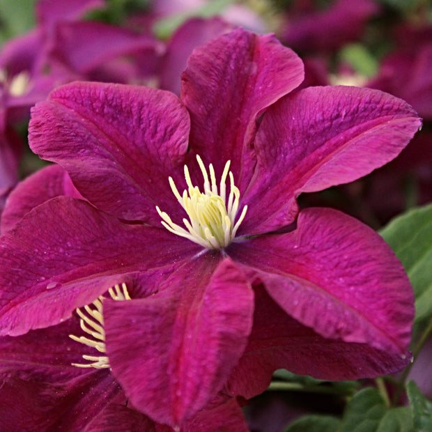 Clematis 'Warsaw Nike' | On a 90cm Cane in a 3L Pot Climbing Plants