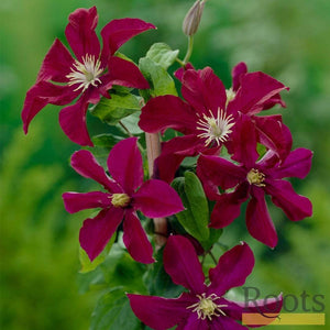 Clematis 'Warsaw Nike' | On a 90cm Cane in a 3L Pot Climbing Plants