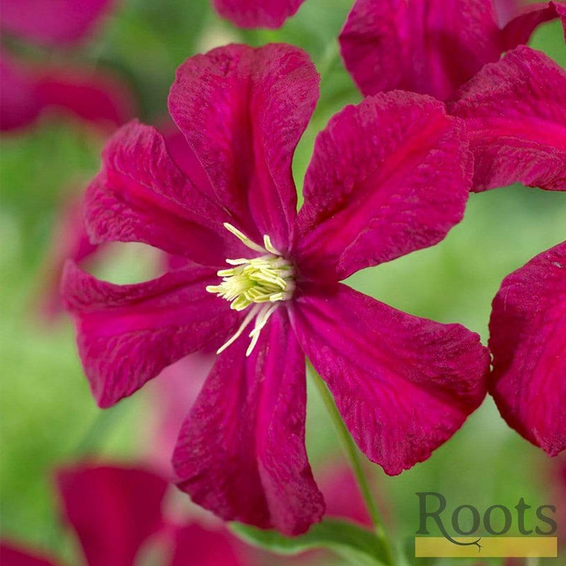 Clematis Viticella 'Madame Julia Corevon'| On a 90cm Cane in a 3L Pot Climbing Plants