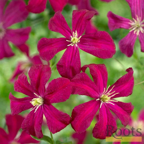 Clematis Viticella 'Madame Julia Corevon'| On a 90cm Cane in a 3L Pot Climbing Plants