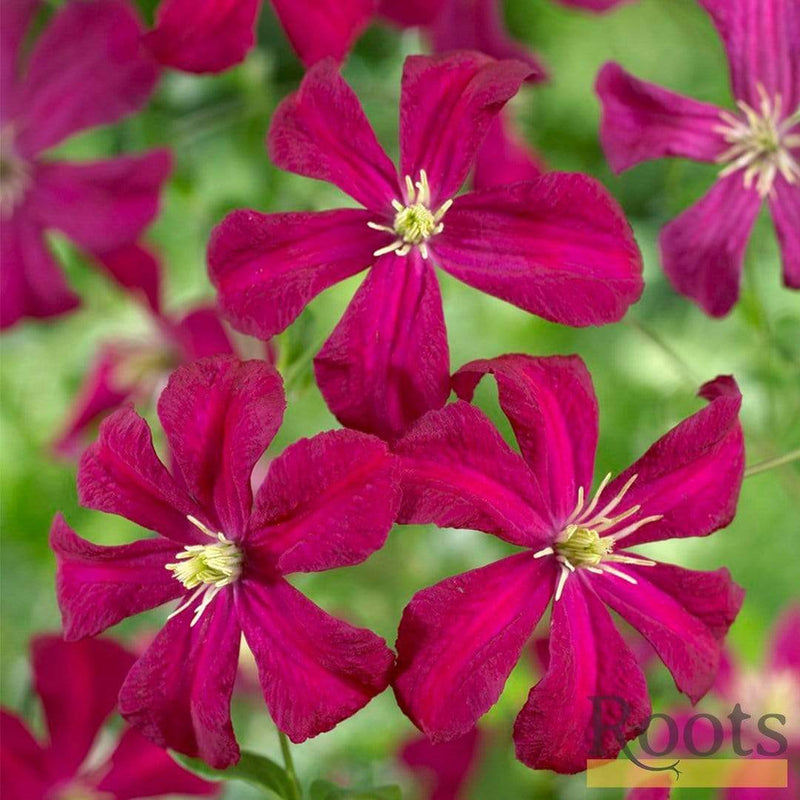 Clematis Viticella 'Madame Julia Corevon'| On a 90cm Cane in a 3L Pot Climbing Plants