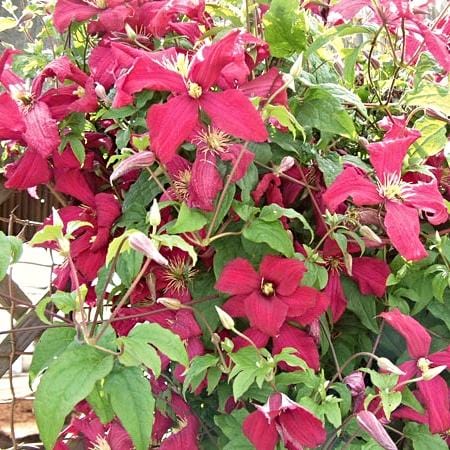 Clematis Viticella 'Madame Julia Corevon'| On a 90cm Cane in a 3L Pot Climbing Plants