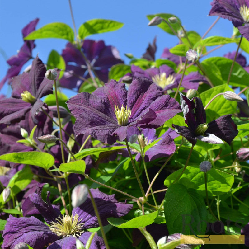 Clematis Viticella 'Etoile Violette' | On a 90cm Cane in a 3L Pot Climbing Plants