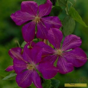 Clematis Viticella 'Etoile Violette' | On a 90cm Cane in a 3L Pot Climbing Plants