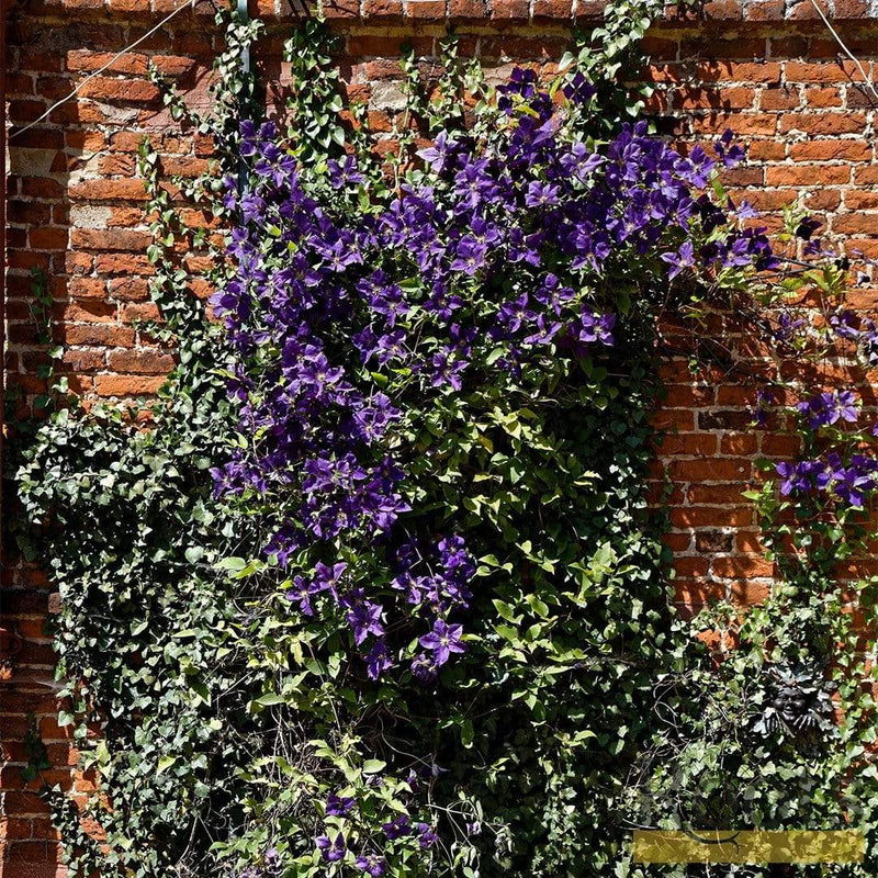 Clematis Viticella 'Etoile Violette' | On a 90cm Cane in a 3L Pot Climbing Plants