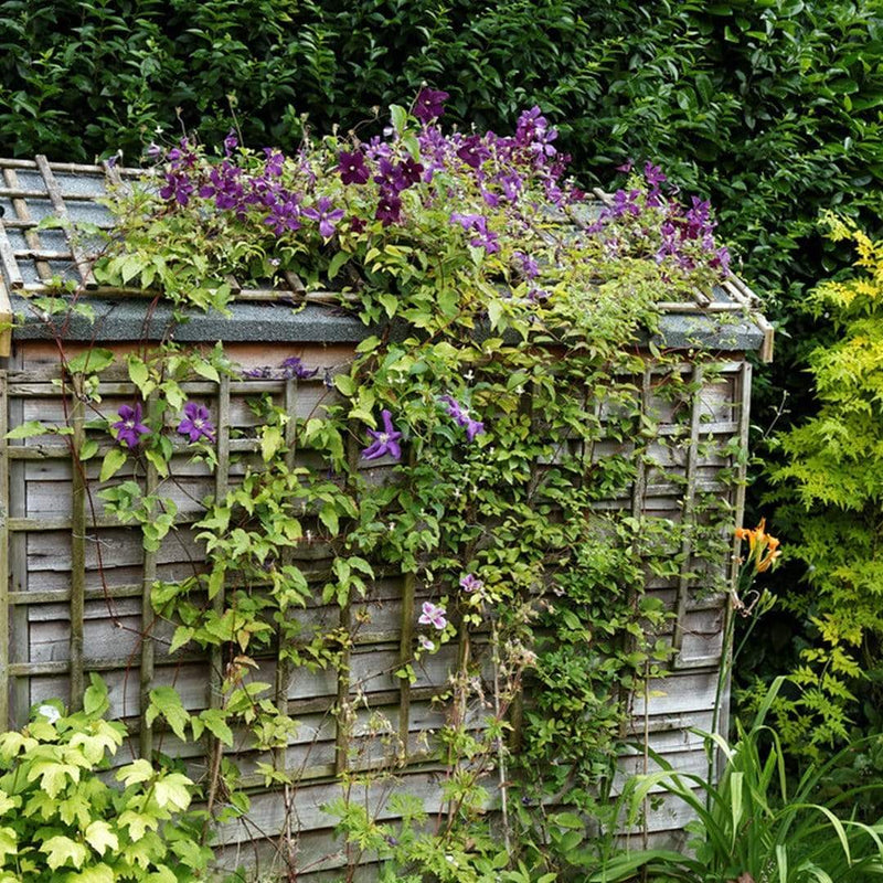 Clematis Viticella 'Etoile Violette' | On a 90cm Cane in a 3L Pot Climbing Plants