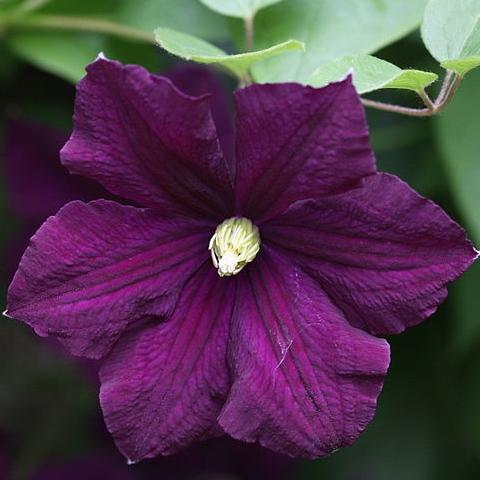 Clematis Viticella 'Etoile Violette' | On a 90cm Cane in a 3L Pot Climbing Plants