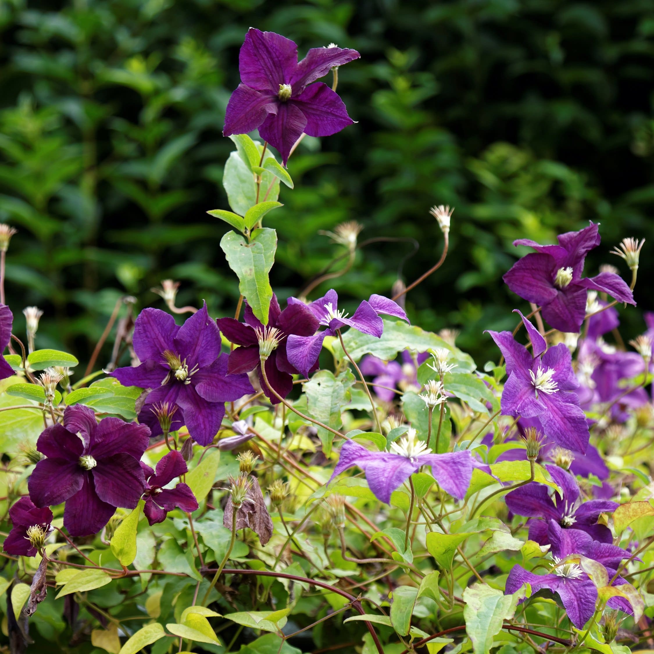 Image of Clematis viticella, purple clematis, honeysuckle companion plant