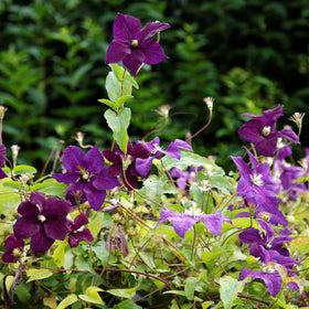 Clematis Viticella 'Etoile Violette' | On a 90cm Cane in a 3L Pot Climbing Plants
