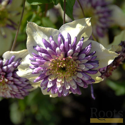 90cm Clematis 'Vienetta' | 3L Pot Climbing Plants