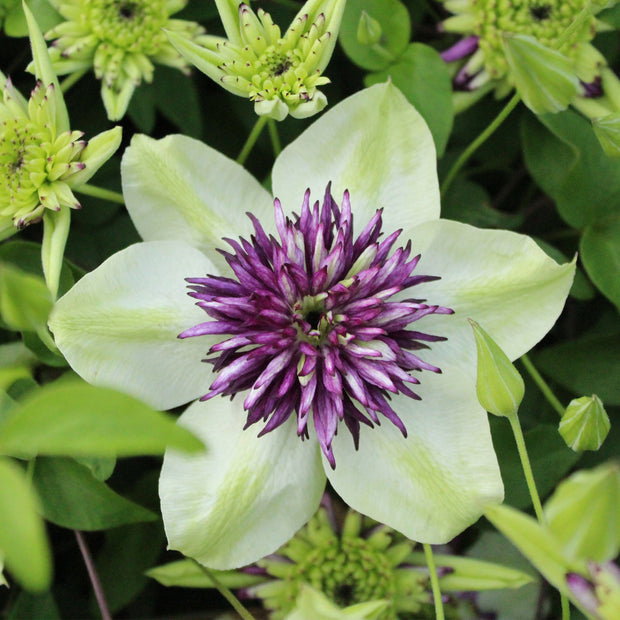 90cm Clematis 'Vienetta' | 3L Pot Climbing Plants