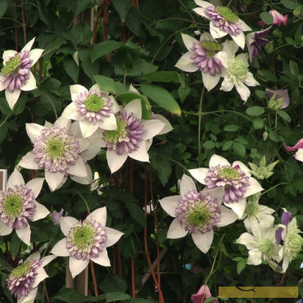 90cm Clematis 'Vienetta' | 3L Pot Climbing Plants