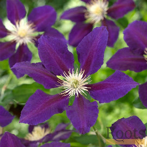 Clematis 'The Vagabond' | On a 90cm Cane in a 3L Pot Climbing Plants