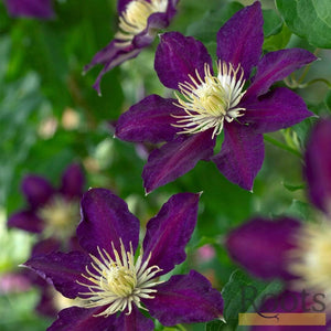 Clematis 'The Vagabond' | On a 90cm Cane in a 3L Pot Climbing Plants