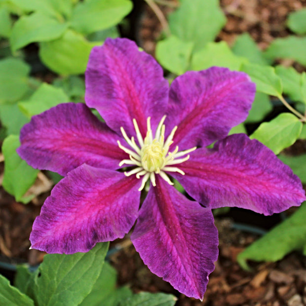 Clematis 'The Vagabond' | On a 90cm Cane in a 3L Pot Climbing Plants