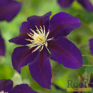 Clematis 'The Vagabond' | On a 90cm Cane in a 3L Pot Climbing Plants