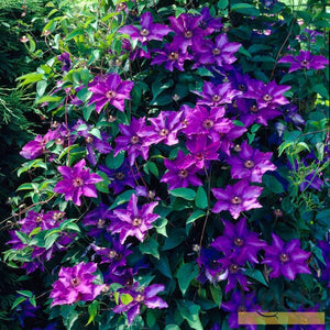 Clematis 'The President' | On a 90cm Cane in a 3L Pot Climbing Plants