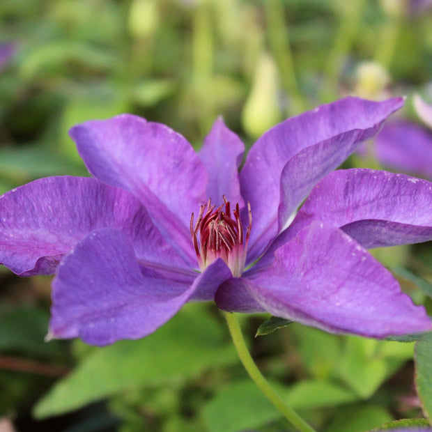 Clematis 'The President' | On a 90cm Cane in a 3L Pot Climbing Plants