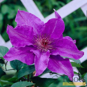 Clematis 'The President' | On a 90cm Cane in a 3L Pot Climbing Plants