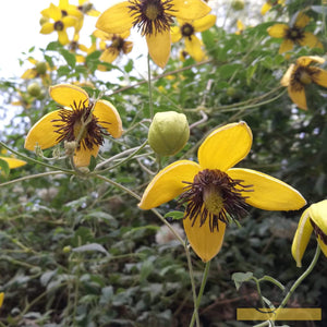 Clematis Tangutica 'My Angel' | On a 90cm Cane in a 3L Pot Climbing Plants