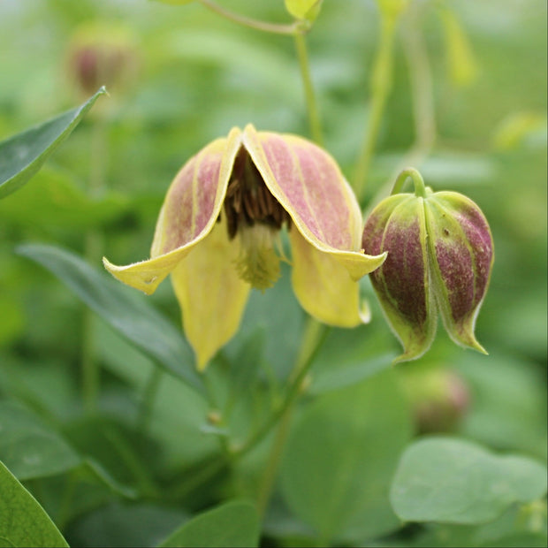 Clematis Tangutica 'My Angel' | On a 90cm Cane in a 3L Pot Climbing Plants